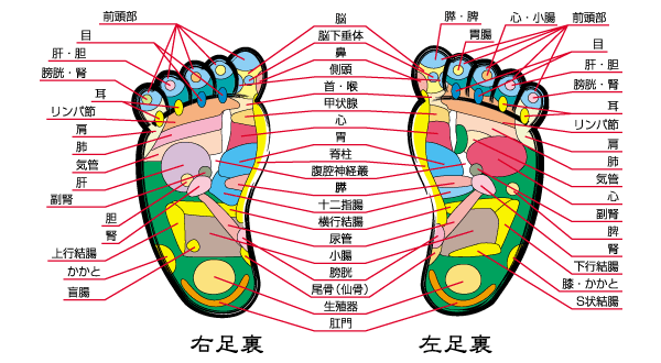 足裏のこの部分が硬かったら要注意！！足の裏にある約６０のツボを効率よく刺激する足裏ツボ押しマッサージが疲れ、むくみ、冷えなどの予防に利く！